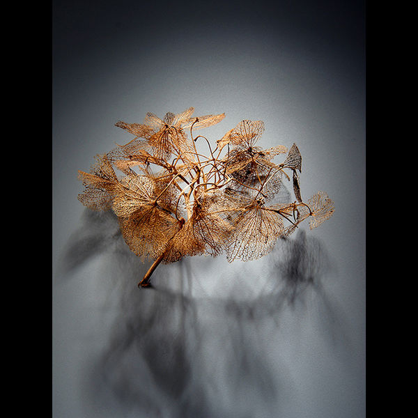 Hydrangea bract 1