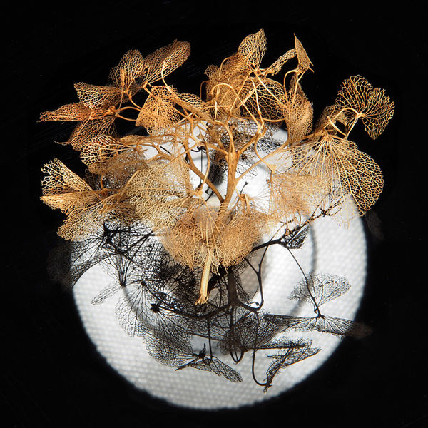 Hydrangea bract 2