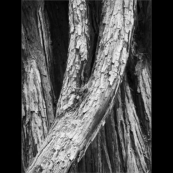 Incense cedar