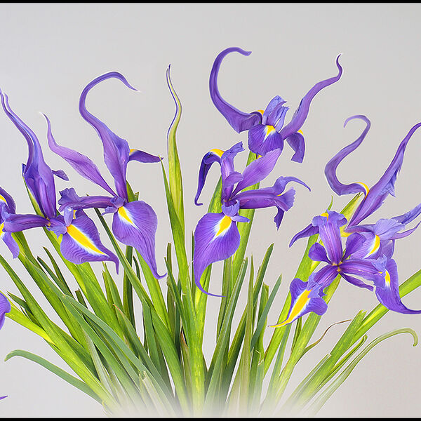 Irises transformed
