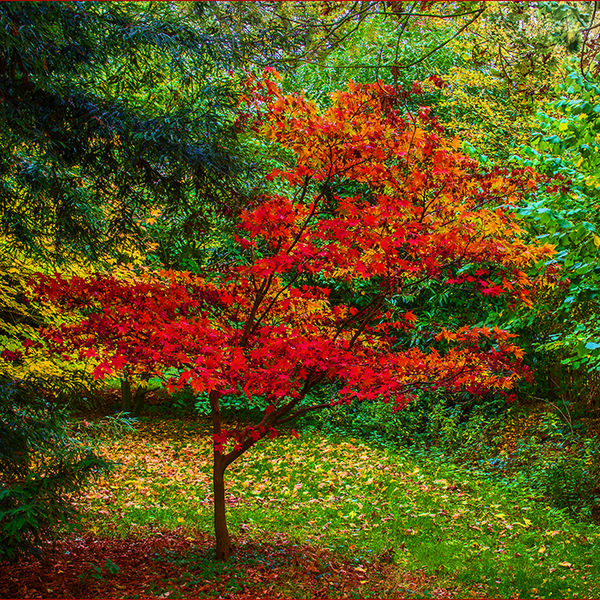 Isolated tree