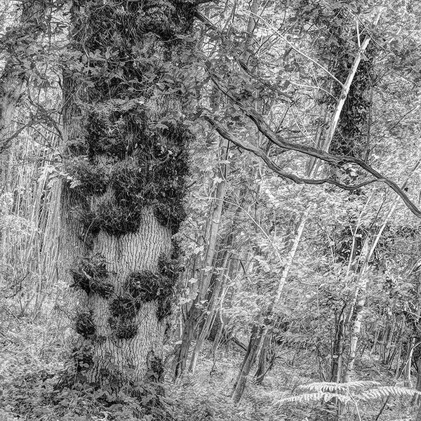 Knobbly tree