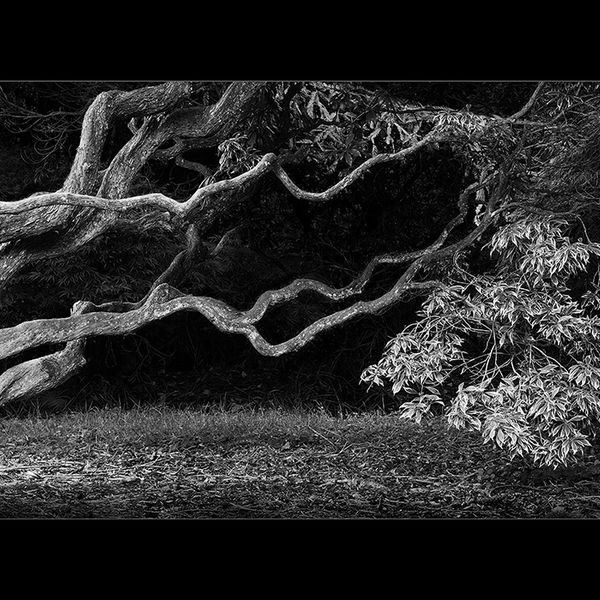 Leaning tree