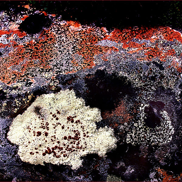 Lichen on rock, Japan 1982