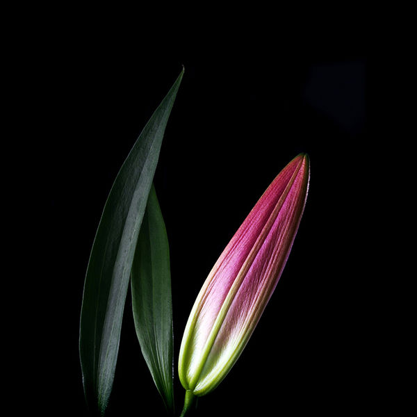 Lily 1