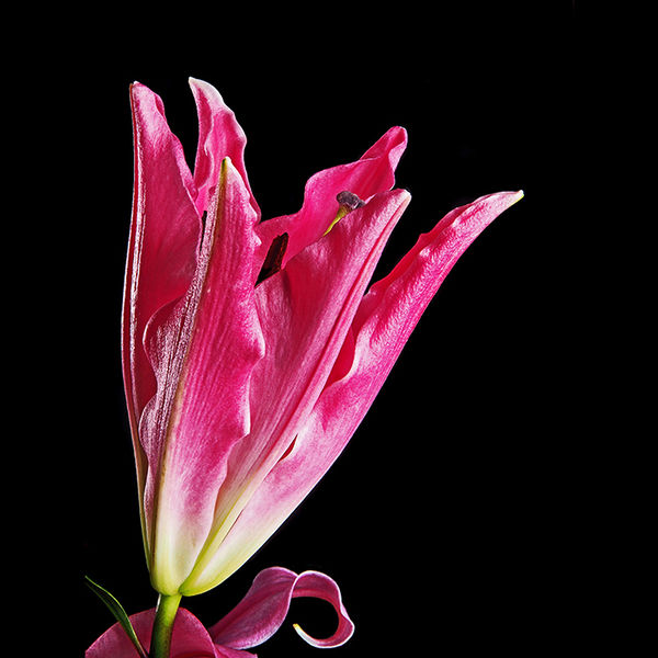Lily 2