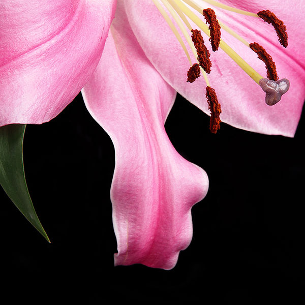 Lily detail 1