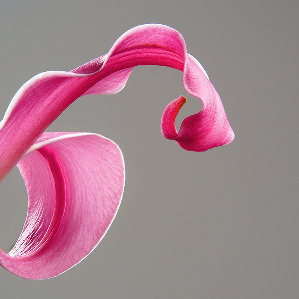 Lily detail 2