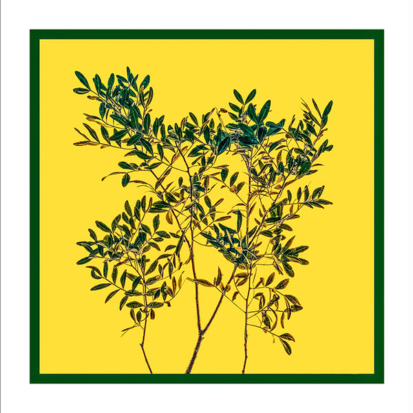 Little leaves