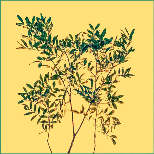 Little leaves