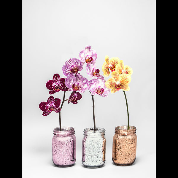 Moth orchids