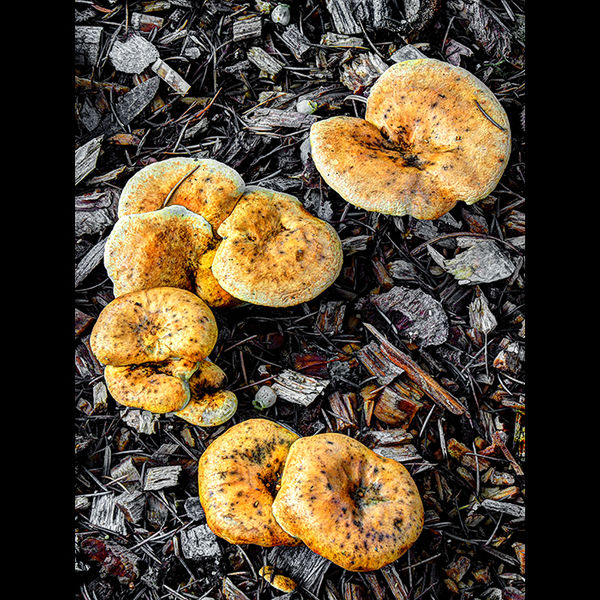 Mushrooms