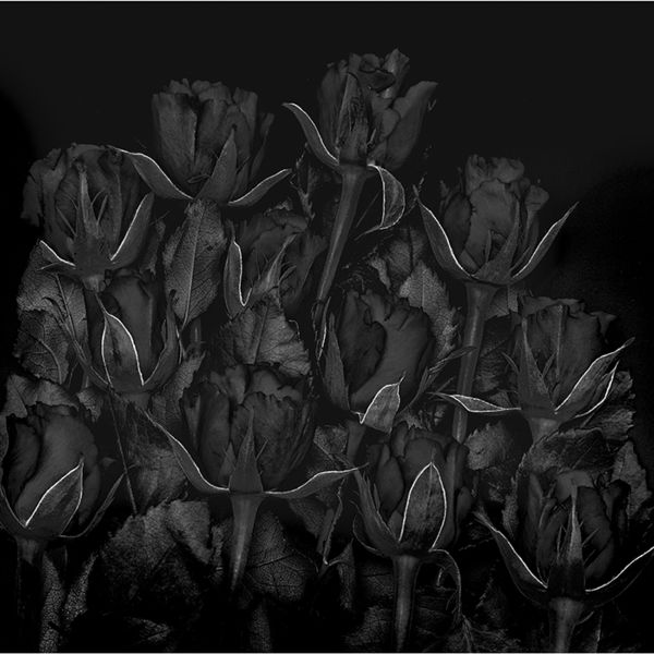 Mutation1: Roses