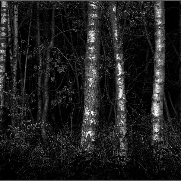 My first visit to Bagley Wood since the start of Covid