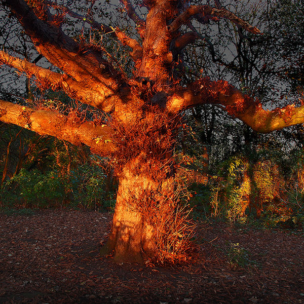 Mystical tree