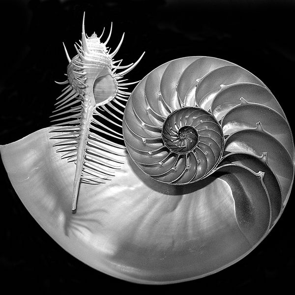 Nautilus shell