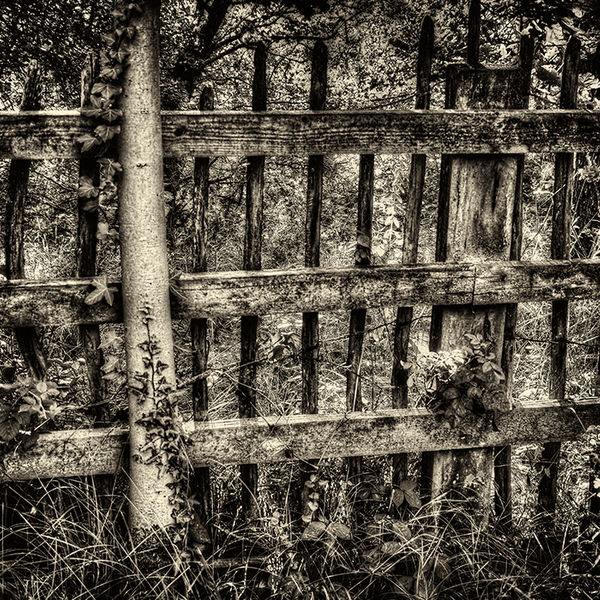 Neglected fence