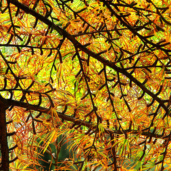 Orange and yellow