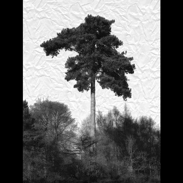 Oriental tree