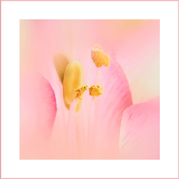Pastels (left image)