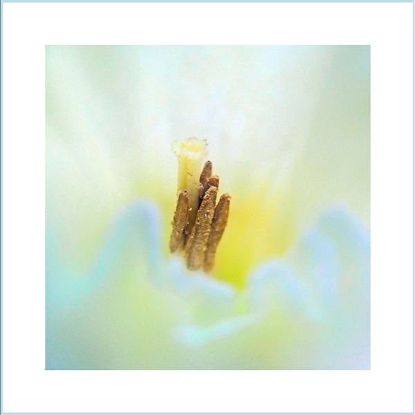 Pastels (centre image)