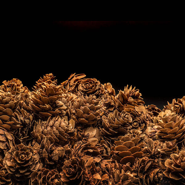 Pine cones