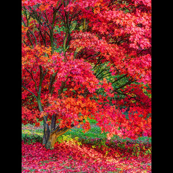 Pink acer