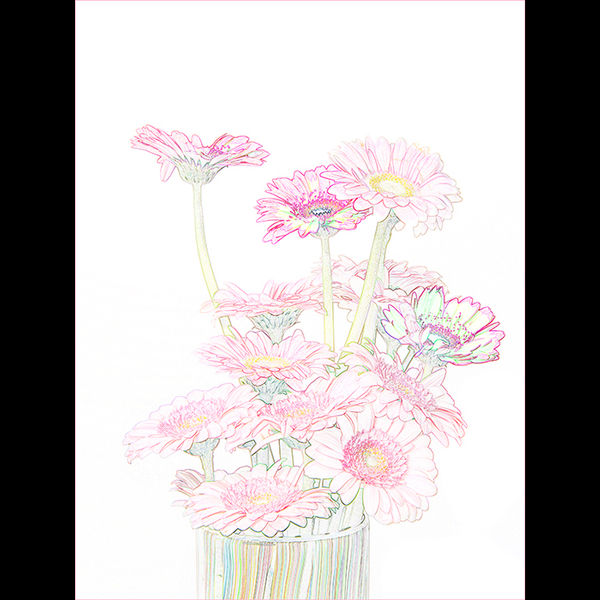 Pink daisies