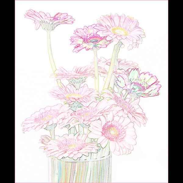 Pink daisies 1