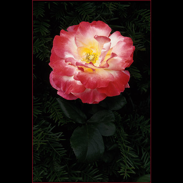 Pink, white and yellow rose, Malmsbury Abbey Garden