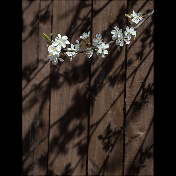 Plum tree blossom
