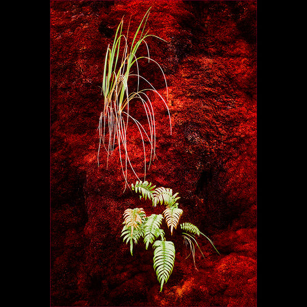 Polluted moss 1, New Zealand 1989