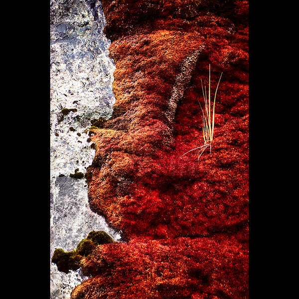 Polluted moss 2, New Zealand 1989