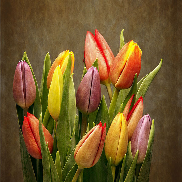 Rainbow tulips