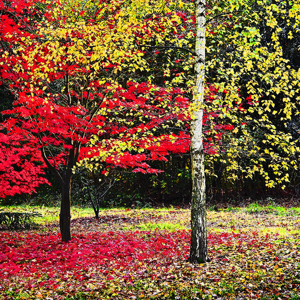 Red & yellow