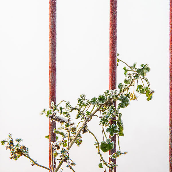 Red railings
