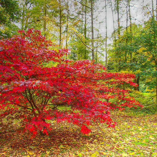 Red yellow green
