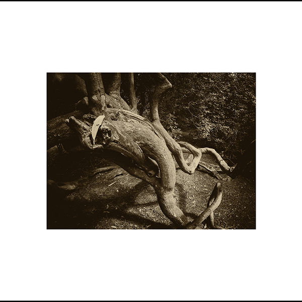 Rhododendron (left image)