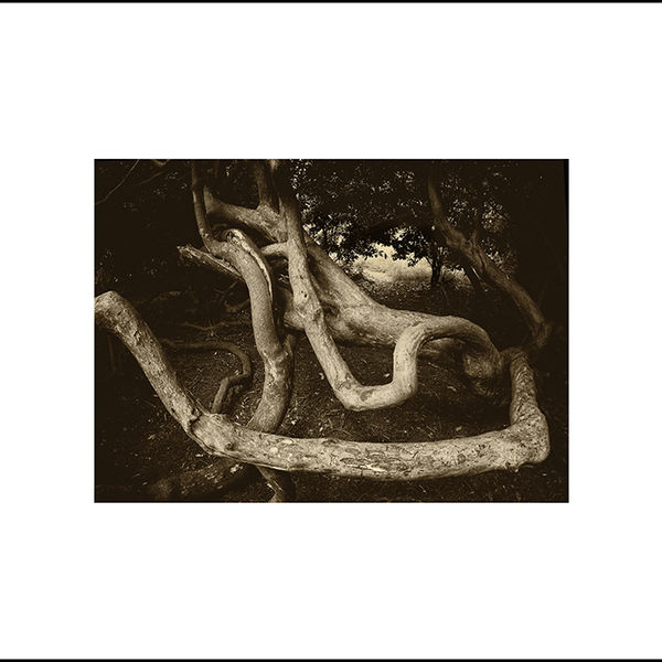 Rhododendrons (centre image)