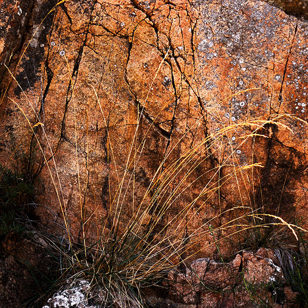 Rock and grass, Cost Brava, Spain 2005