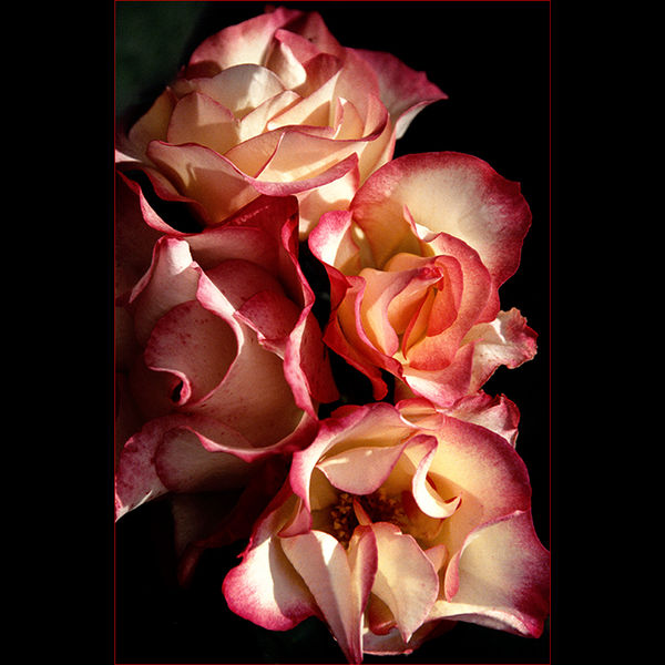 Roses, Malmsbury Abbey Garden