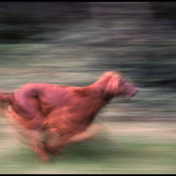 Running dog, England c.1976