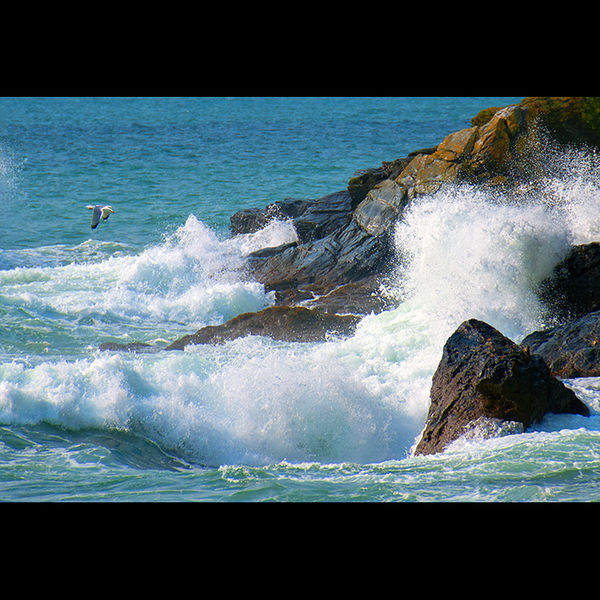 Seagull, Cornwall, England 2009