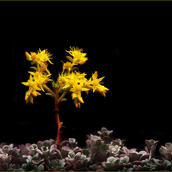Sedum