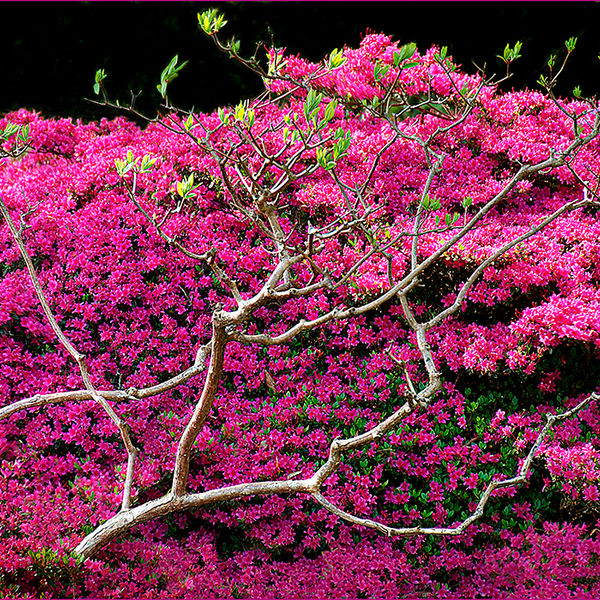 Sheffield Park 1, 2007
