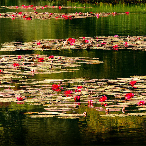 Sheffield Park 2, 2007