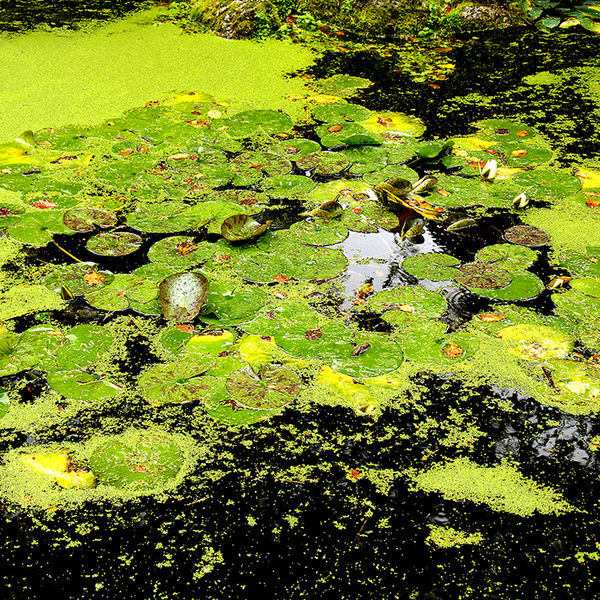 Sheffield Park 3, 2007