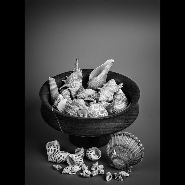 Shells and a turned wooden bowl