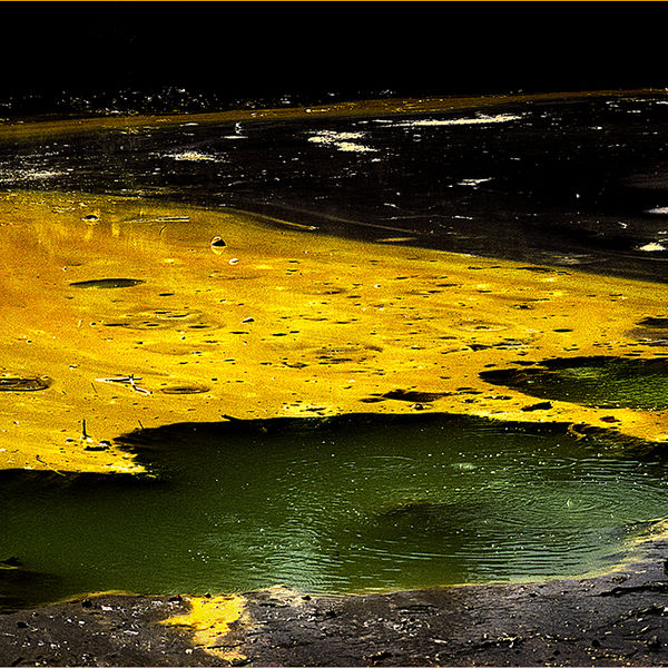 Stagnant pond, New Zealand 1989