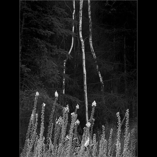 Strangeness